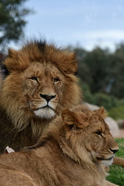 istock Male lion with cub 2157904981