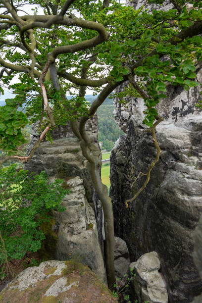 istock A tree with a long trunk is growing in a rocky area 2157904985