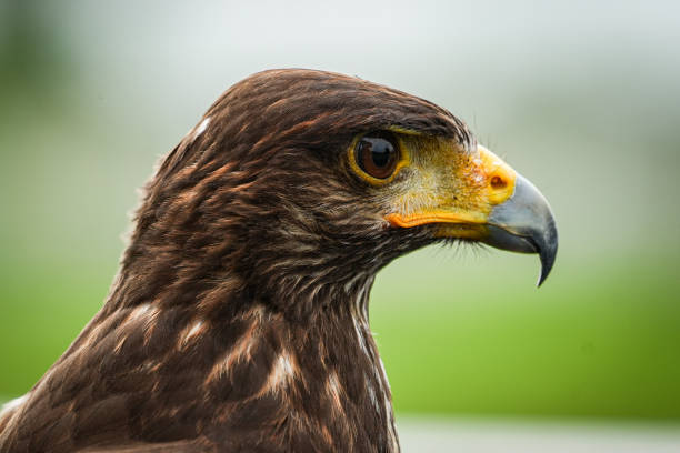 istock Harris hawk close up with nature background, Harris hawk for background and wallpaper. 2157905390