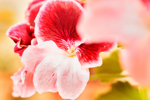 Beautiful red flowers of  geranium  or cranesbills in the garden  , ornamental plant blooming in springtime or summer
