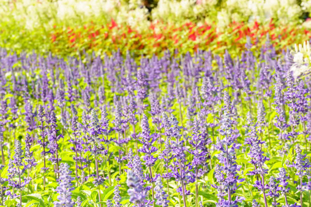 istock Salvia farinacea or blue salvia 2157905653