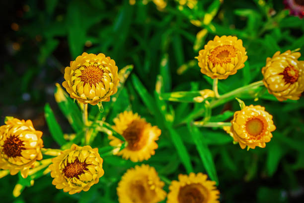 Helichrysum bracteatum or everlasting flower in the flower field.