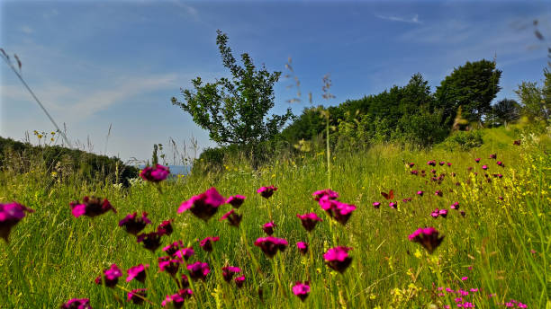 istock Summertime mountain fields landscape with flowers. 2157906850