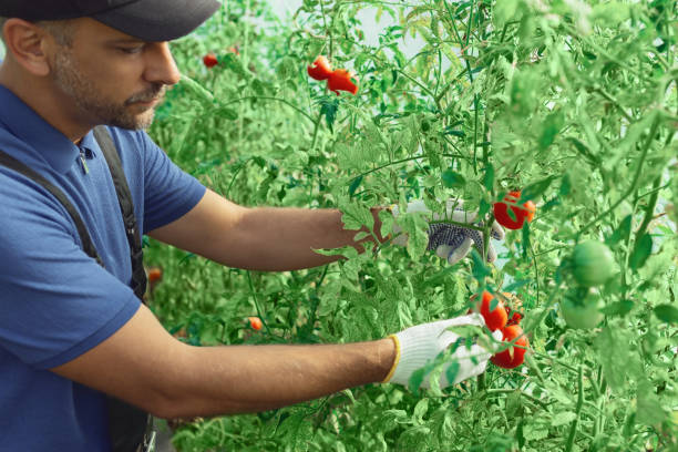 istock Worker in a small organic greenhouse picking tomato and taking c 2157906890