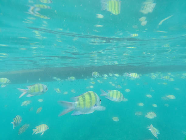 Scenic underwater photography of Blue Damselfish (Pomacentridae family) shoaling in the Pacific Ocean, showcasing biodiversity of marine ecosystems.