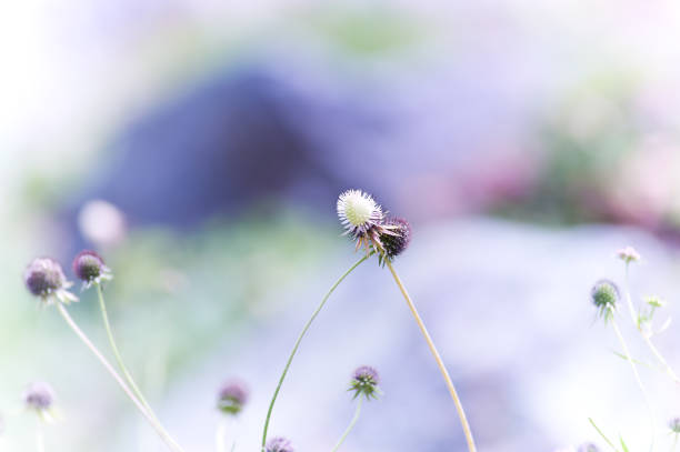 Delicate nature background with pink flowers