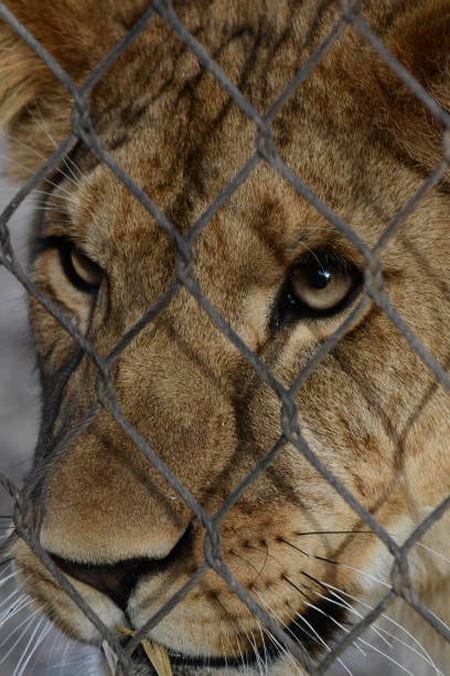 istock Lion cub behind fence 2157910417