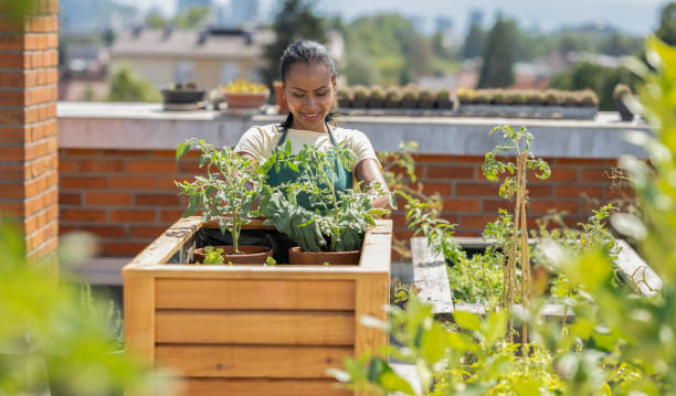istock Woman Preparing Raised Beds For Planting Vegetables 2157911585