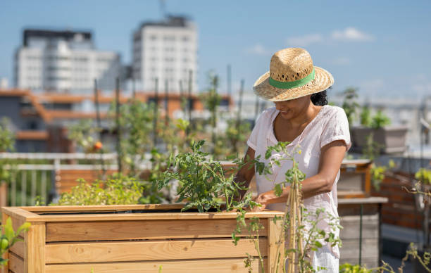 istock Woman Preparing Raised Beds For Planting Vegetables 2157911587