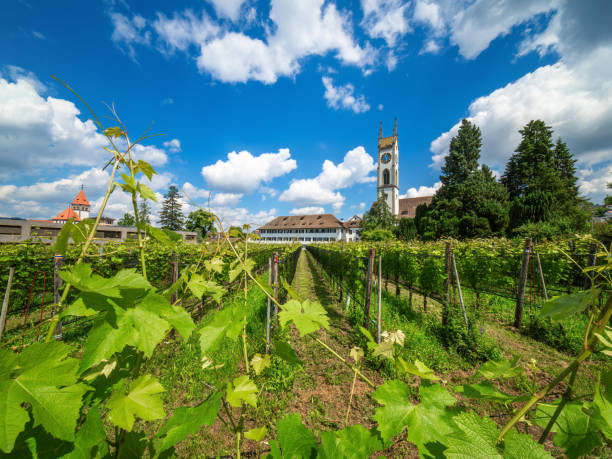 Kusnacht, Switzerland - June 13, 2024: Serene vineyard scene with lush grapevines, charming historical buildings under blue skies.