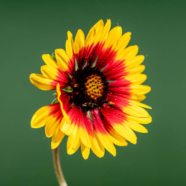 A yellow daisy bud about to bloom.