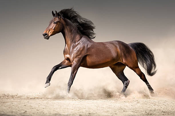 istock Bay horse free run in desert 2157914325