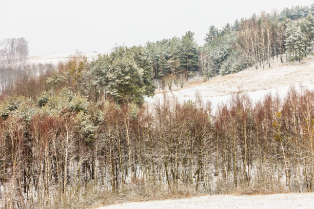 Winter season and seasonal specific. Hilly fields maedows trees covered with white fresh snow. Countryside landscape