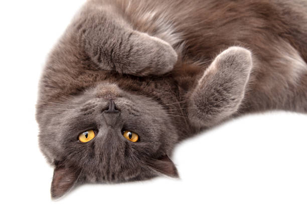 istock Gray cat lies on a white background 2157915671