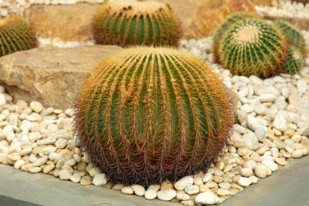 istock Cacti grow in the arboretum 2157916126