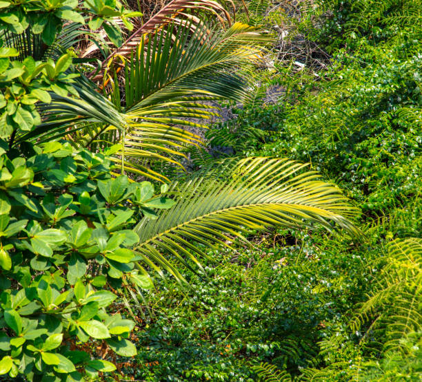 Green trees in a tropical park as a background.