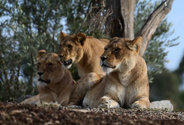 istock Pride of lions 2157916275