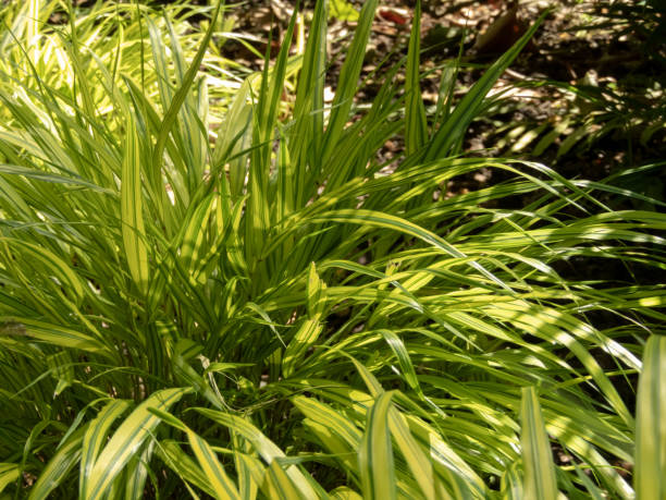 Hakonechloa macra or Hakone grass variegated ornamental grass.