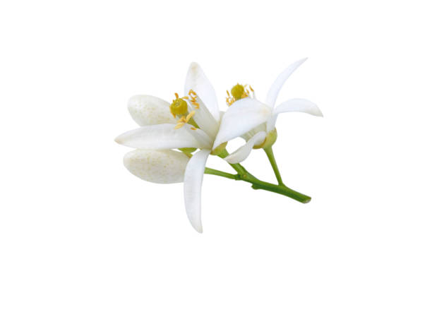 istock Neroli flowers and buds bunch isolated on white 2157918278
