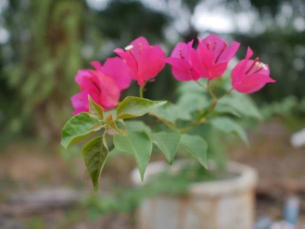 istock Pink flowers in the garden 2157919036