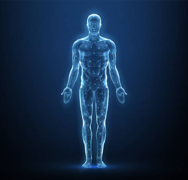 Human body. Abstract . Digital anatomy, Medical technology, Muscle structure.