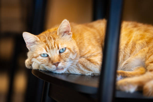 istock Ginger cat is lying on chair. 2157919204