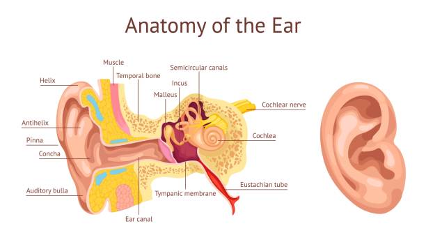 istock Ear cochlea. Ears anatomy diagram, human auditory system inner organ hear structure stapes vestibular auditory nerve tympanic membrane medical chart, ingenious illustration of anatomy ear 2157919497