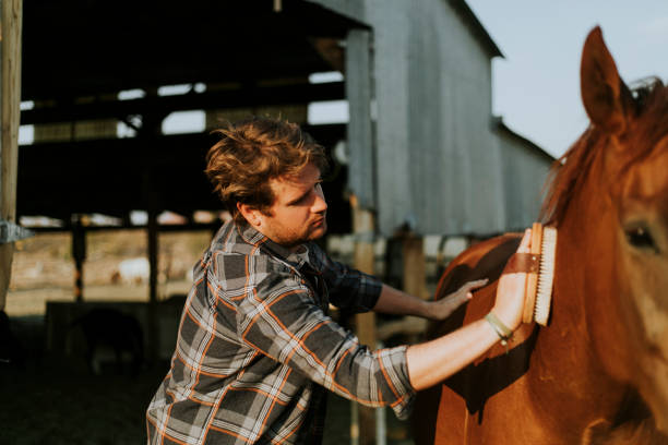 istock Young man grooming his horse 2157920798