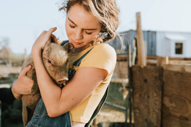 Photo of a young woman cute piglets as she is taking care of them.