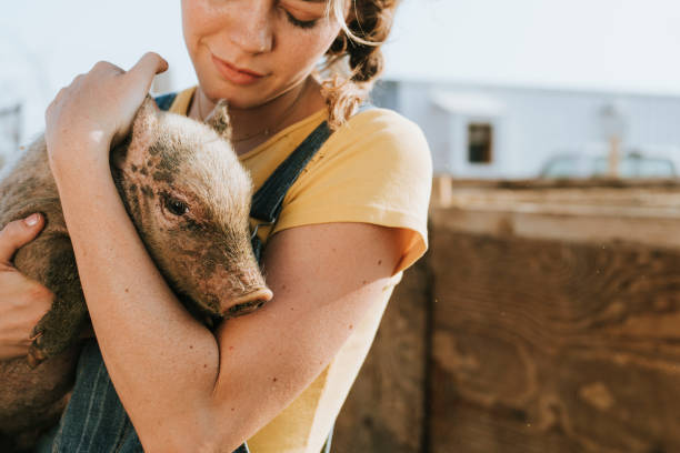 istock Young volunteer with a piglet, The Sanctuary at Soledad, Mojave 2157920906