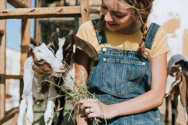 istock Farmer girl feeding the goats 2157921175