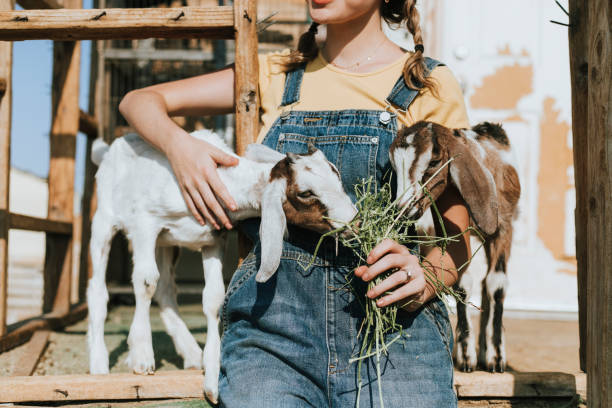 istock Young volunteer feeding baby goats 2157921212