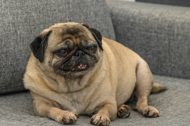 istock old pug lies on a gray sofa 2157922181