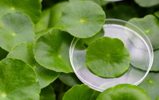 istock Centella asiatica (gotu kola). Fresh green leaves herb background. 2157923299