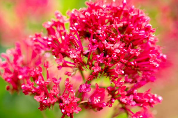 Pentas lanceolata, also called Egyptian star clusters or star flower, is native from Yemen to East Africa. It blooms all summer long to autumn frost, with clusters of starry flowers. The color of flower ranges from red, pink, lilac and white. It is one of the best butterfly-attracting flowers.The multi-color background consists of defocused celosia flowers.