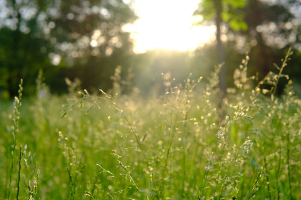 Nature blur background. overlay smooth light. leaves and forest foliage. view summer park