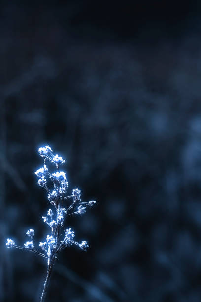 Leaves covered with frost at Buachaille Etive Mor