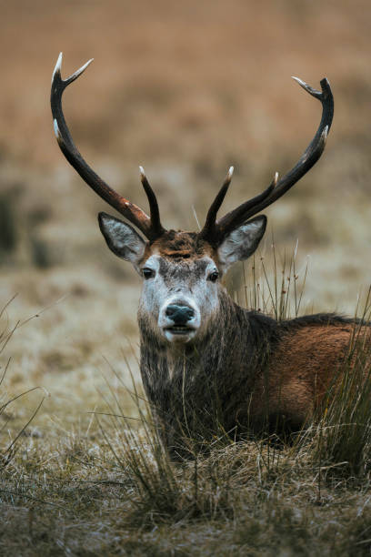 istock Wild deer with beautiful large antlers 2157926174