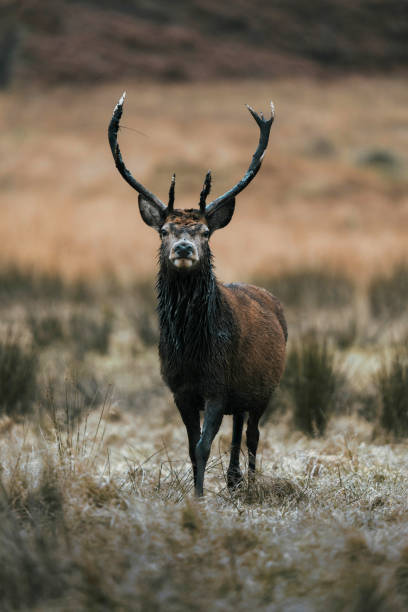 istock Wild deer with beautiful large antlers 2157926190