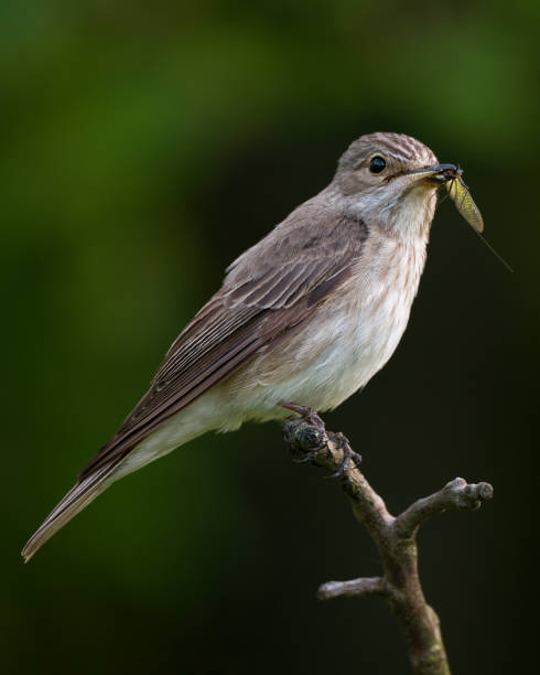istock Spotted Flycatcher, Muscicapa striata with prey in beak. 2157926223