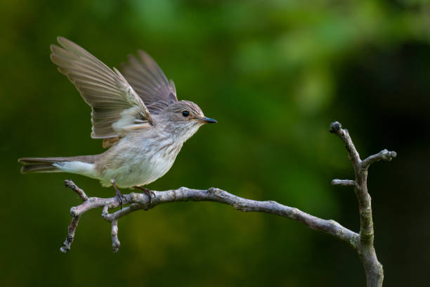 istock Spotted Flycatcher, Muscicapa striata spreading wings side view. 2157926237