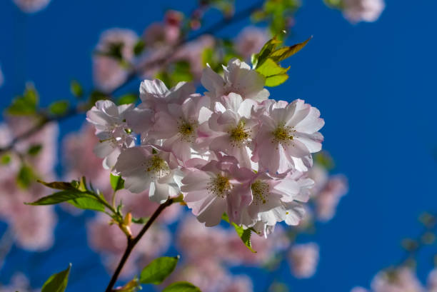 A serene display of pink cherry blossoms