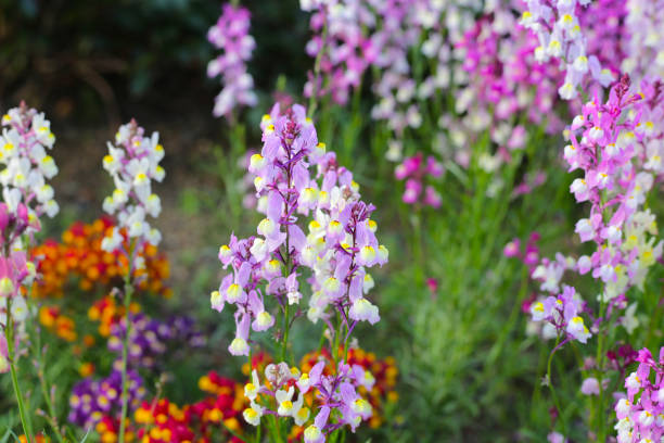 Linaria flower in the garden