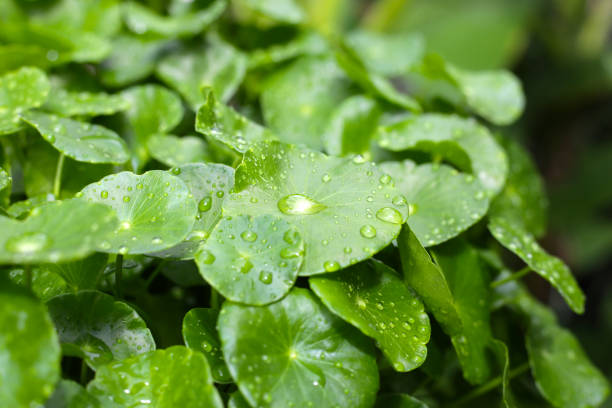 istock Fresh centella asiatica leaves with rain drop. Gotu kola herb plant 2157928185