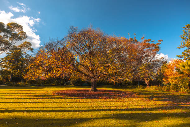 istock Williamstown Botanic Gardens in Melbourne Australia 2157928378