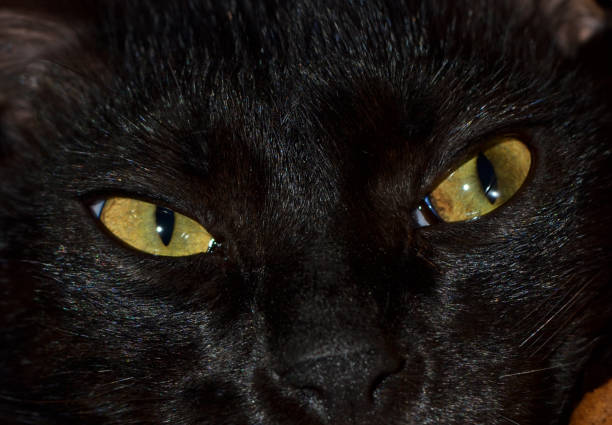 the face of a loving cat