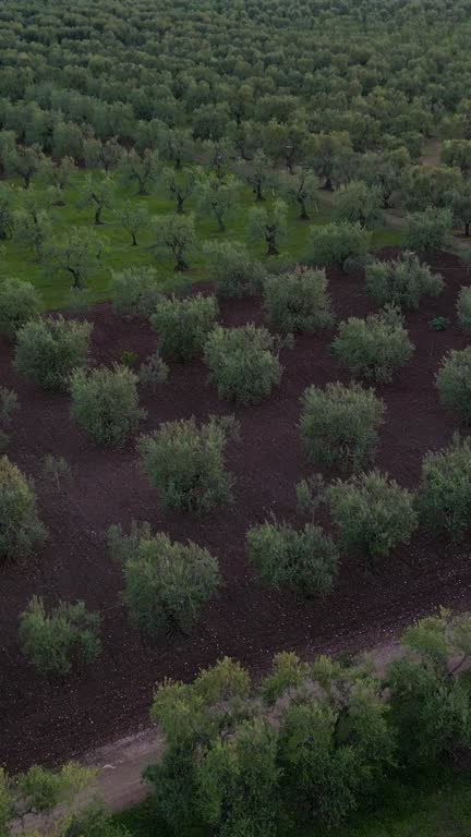 Aerial view at sunset of olive groves for the production of extra virgin olive oil in Corato in Puglia.