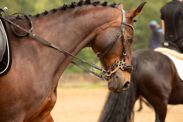 istock human-horse interaction, during equestrian competitions, horse riding, elegant riding outfit 2157930706