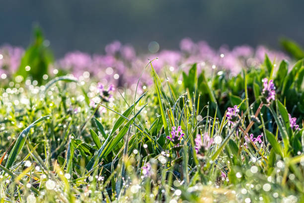 a droplet on the grass in the morning dew