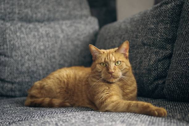 istock Cute ginger cat relaxing on sofa and loking at camera. Horizontal image with selective focus. 2157933018